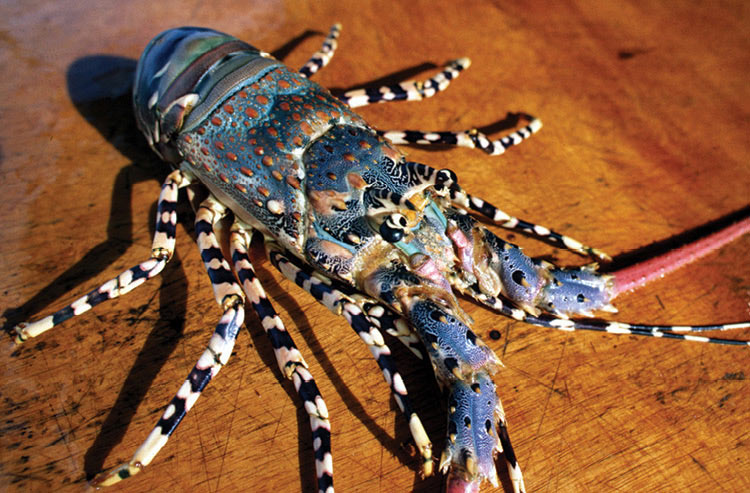 Photo of Ornate lobster