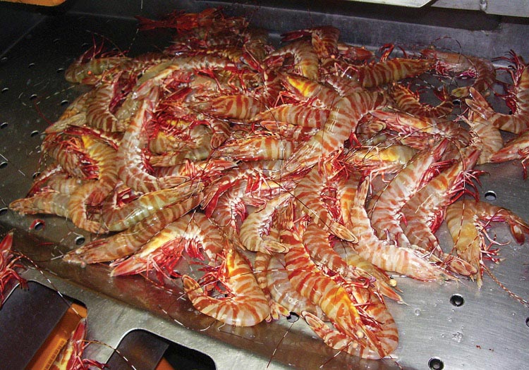 Tiger prawns from the Northern Prawn Fishery