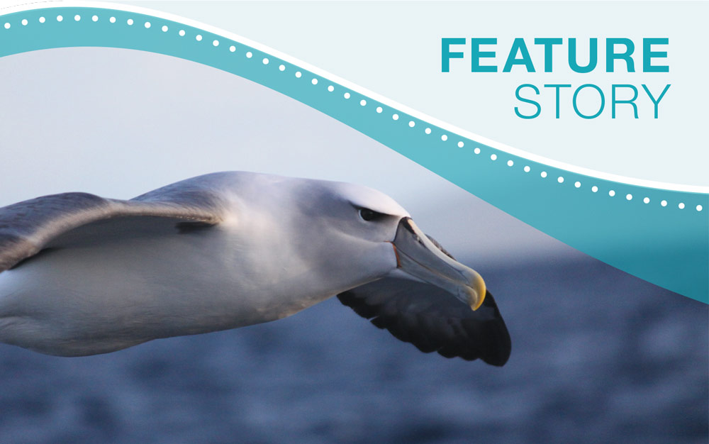 Photo shows a Shy Albatross