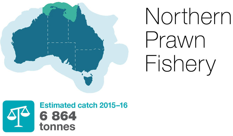 Northern-prawn-fishery