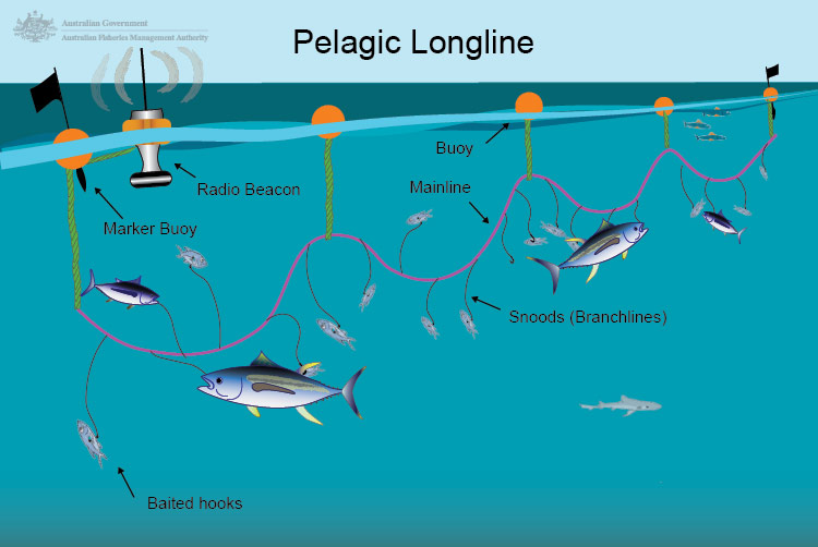 Pelagic_longline