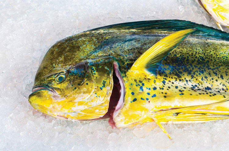Mahi Mahi (dolphin fish)