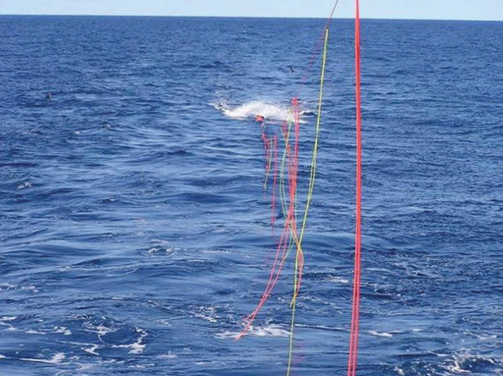 bird scaring tori line