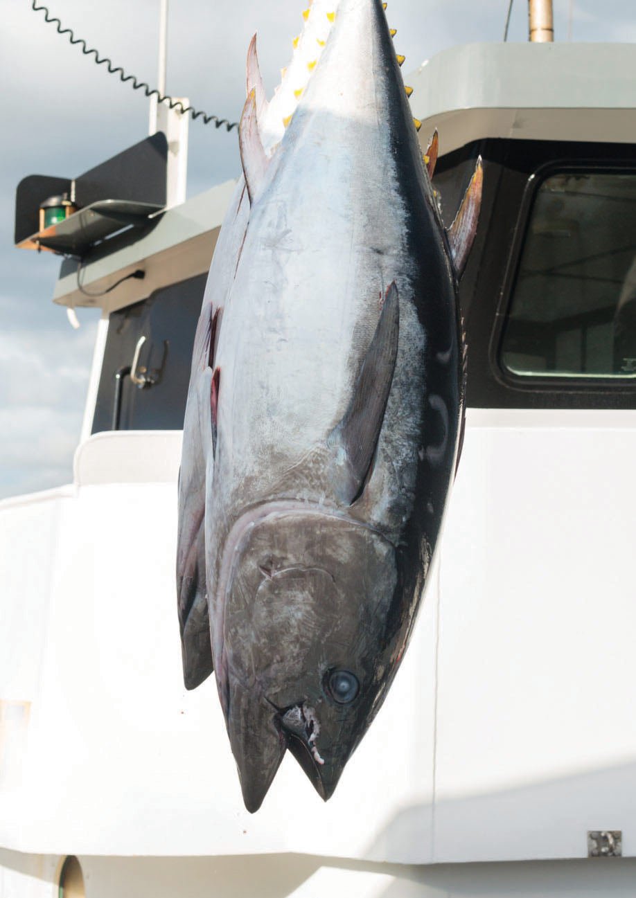 Southern Bluefin Tuna