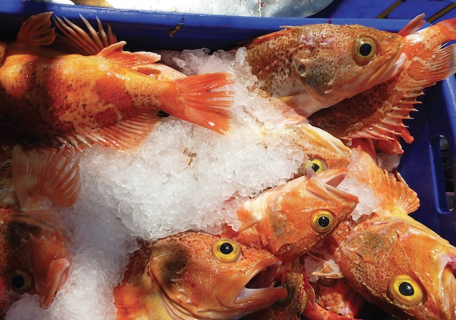 Offshore ocean perch