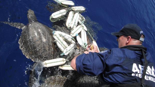 AFMA Officer releases turtle release ghost net