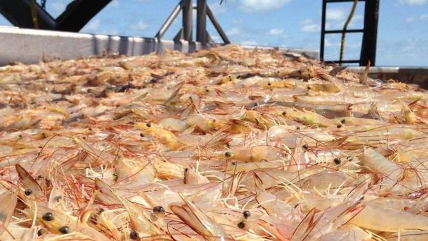 Banana prawns (image NPF Industry) Banana prawns (image NPF Industry)
