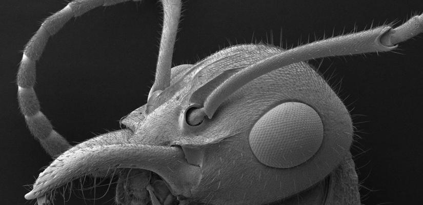 Fiorella's project looked at the sensory organs (eyes and antennae) of ants - here we see an image taken from a microscope of an ant