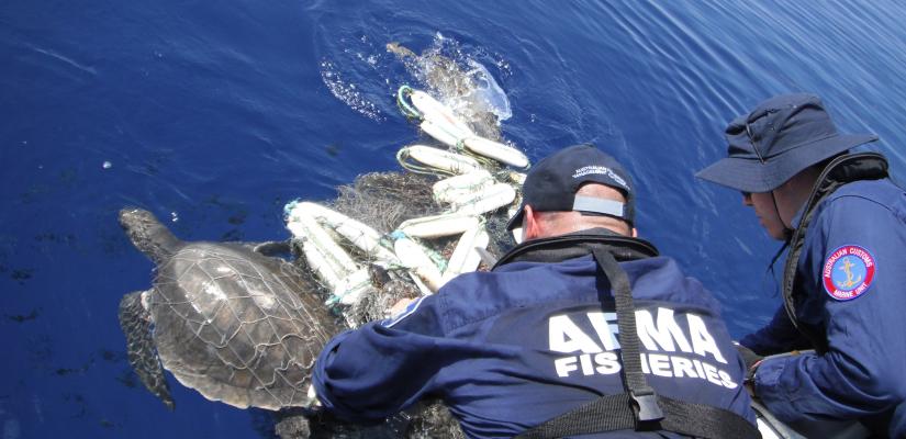 AFMA officer releasing turtle from ghost net