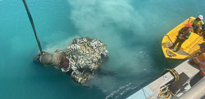 Image of Torres Strait ghost net December 2022