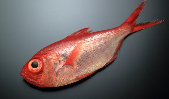 Alfonsino on a black background