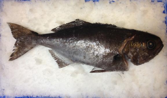 Blue eye trevella on ice