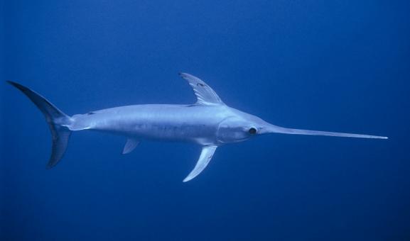 Broadbill swordfish swimming