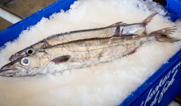 Image of an Eastern Gemfish on ice