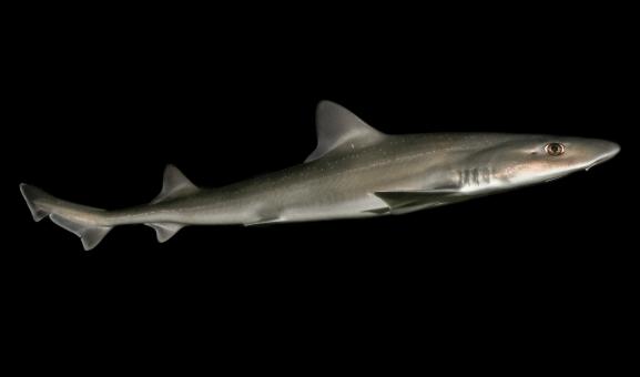 Gummy shark with black background