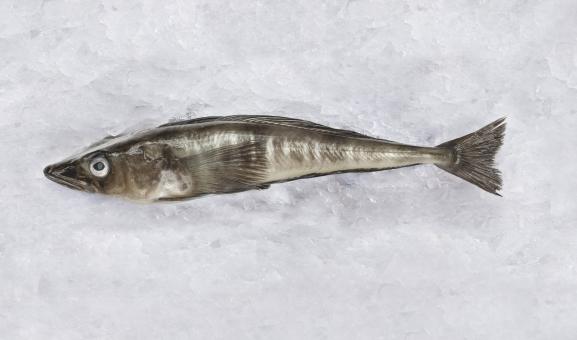 Mackerel icefish on ice.
