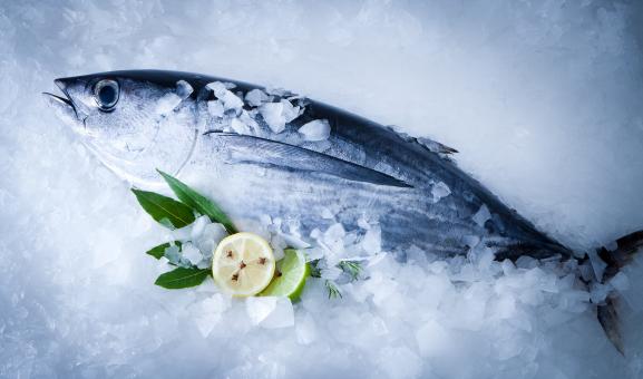 Albacore tuna on ice with lemon