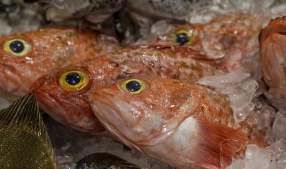 Ocean perch at fish market