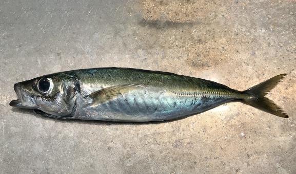 Jack mackerel on stone board