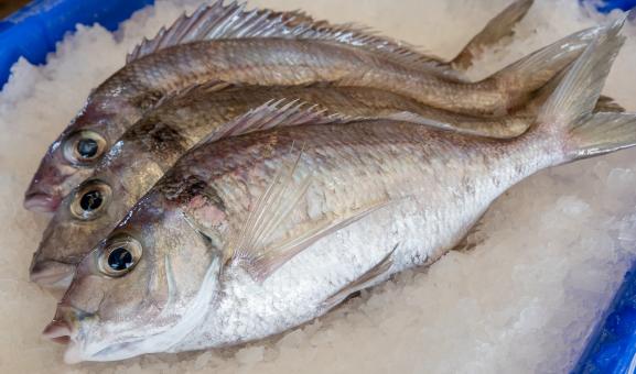 Image of Jackass Morwong on ice