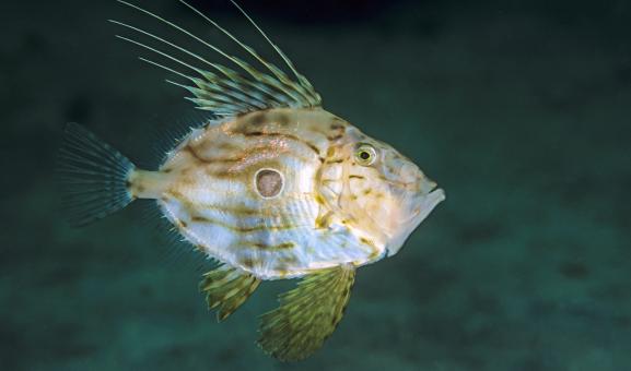 John dory underwater