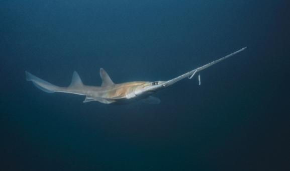 Longnose sawshark underwater