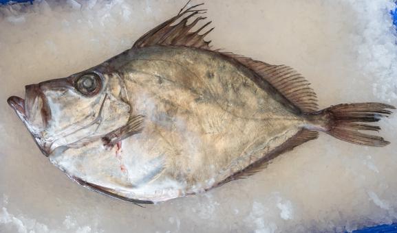 image of Mirror Dory on ice