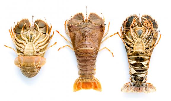 Moreton Bay bug front and back