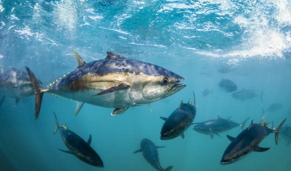 Southern bluefin tuna underwater