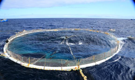 Image of a southern bluefin tuna tow cage