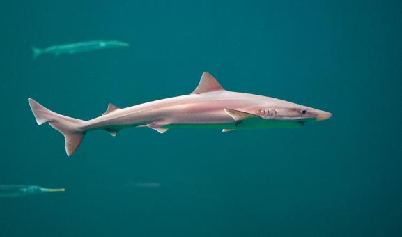 School shark swimming in the water