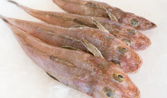 Image of three tiger flathead on ice