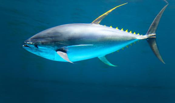 Yellowfin tuna swimming throught the ocean