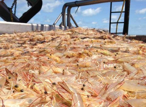 Banana prawns (image NPF Industry)