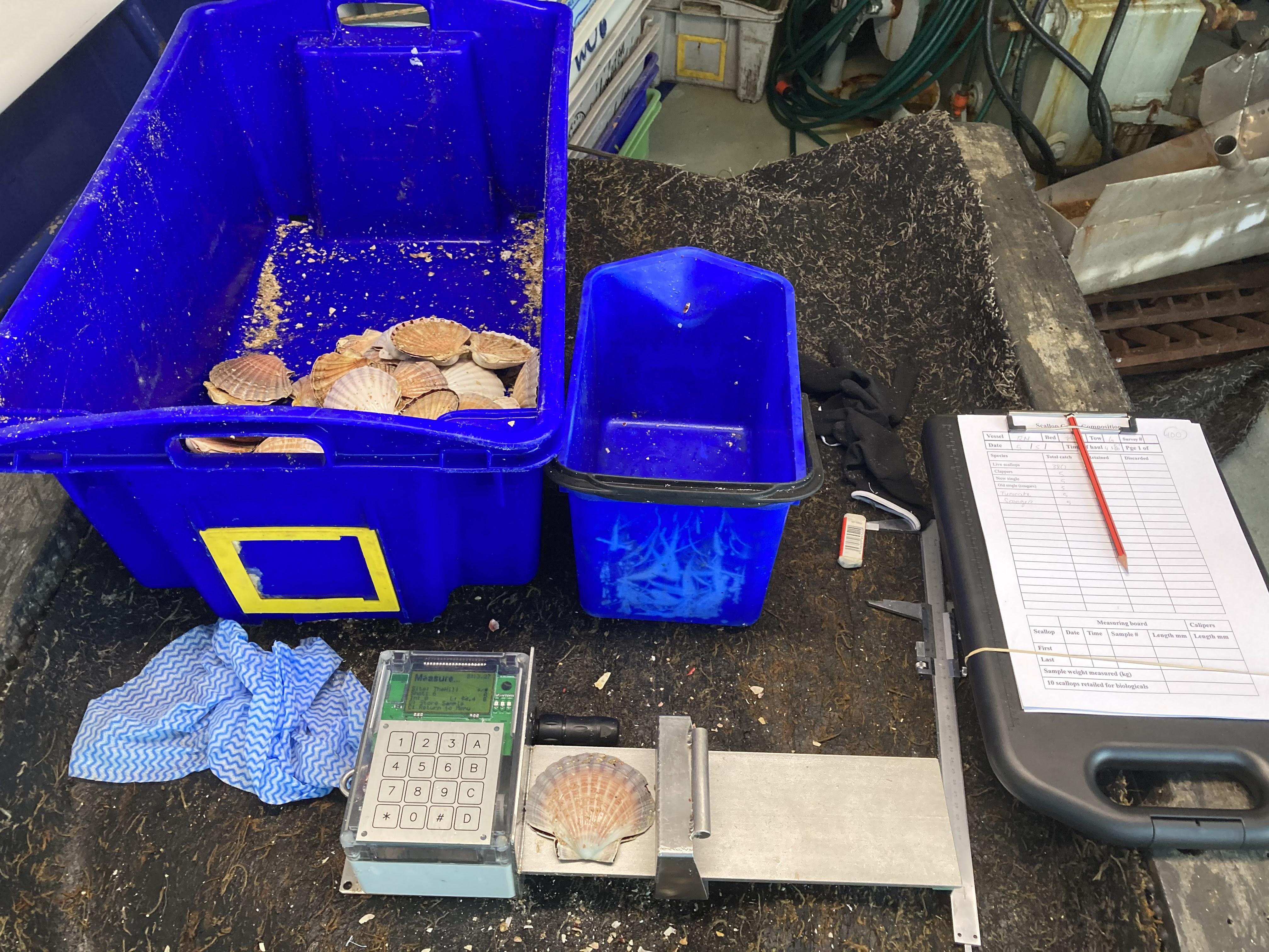 Collecting scallop data Image measuring scallops.