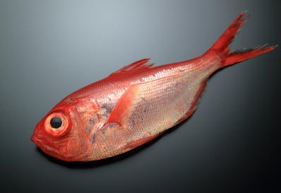 Alfonsino on a black background