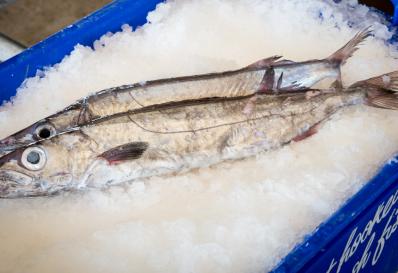 Eastern Gemfish Image of an Eastern Gemfish on ice