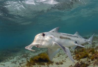 Elephant fish swimming