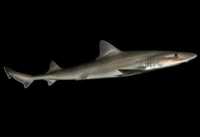 Gummy shark with black background