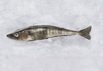 Mackerel icefish on ice.