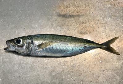 Jack mackerel on stone board
