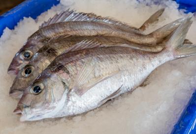 Image of Jackass Morwong on ice