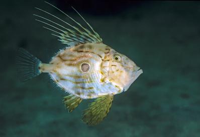 John dory John dory underwater