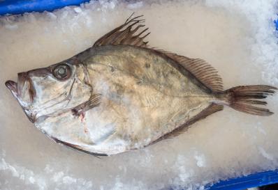 Mirror Dory image of Mirror Dory on ice