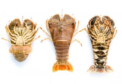 Moreton Bay bug Moreton Bay bug front and back