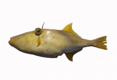 Ocean Jacket Image of an Ocean Jacket on a white background