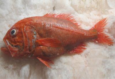Orange roughy