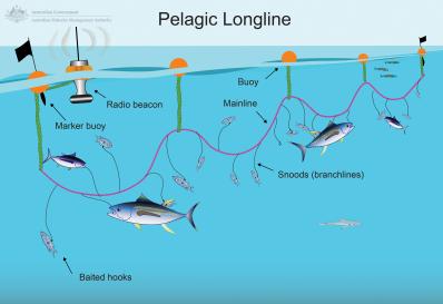 Illustration of pelagic longline