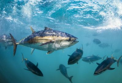Southern bluefin tuna underwater