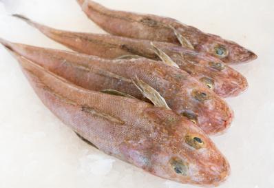 Image of three tiger flathead on ice